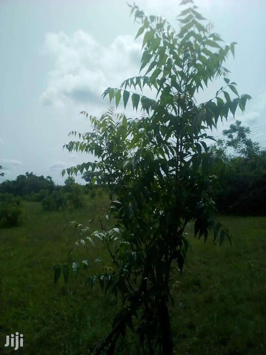 150 Acres of Land Farm Land -  Land in Volta Region, Ho Municipal - Sale