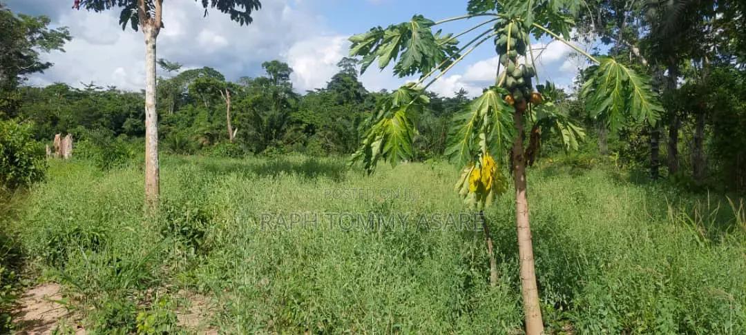 17 Acres of Farmland Available at Bayerebon Around Bibiani Road - Land in Ashanti, Kwabre - Sale