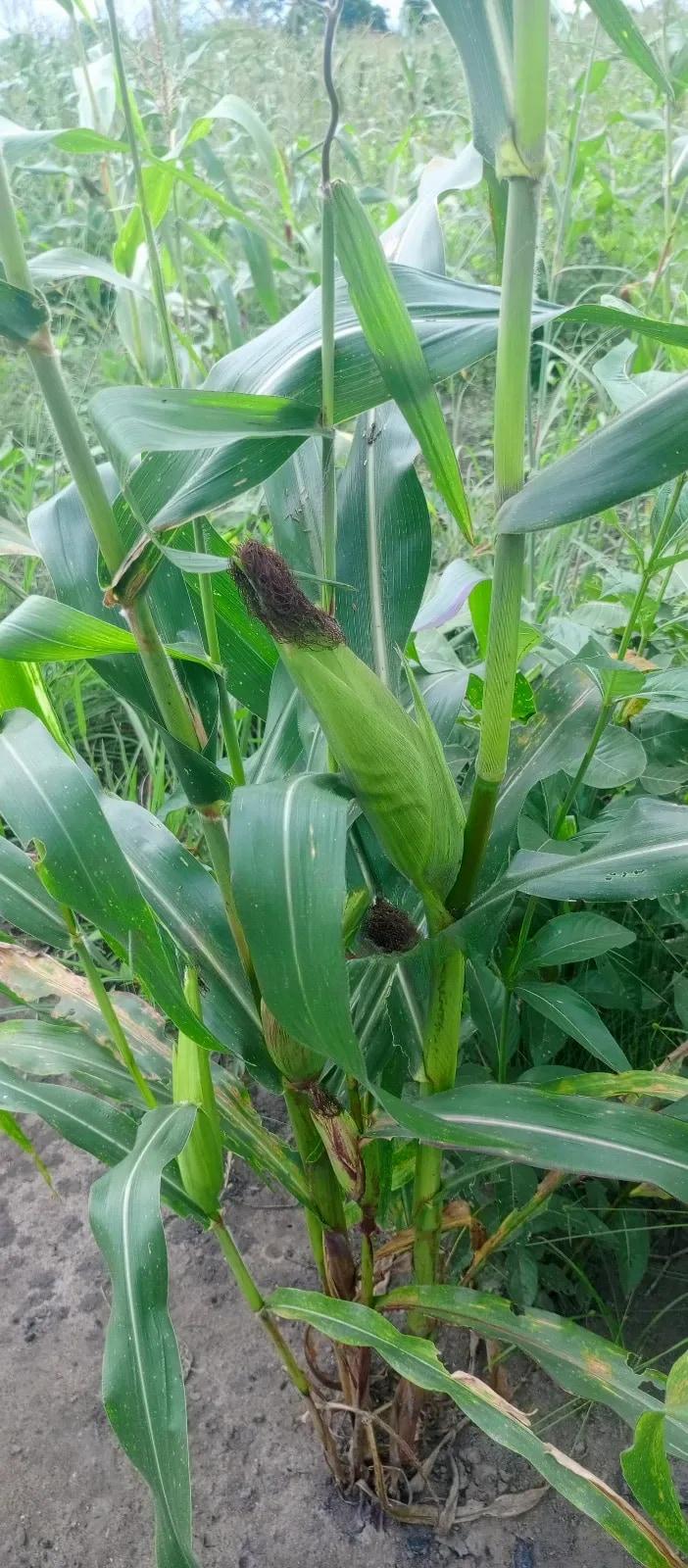 Fertile Farmland For Sale - Land in Volta Region, Ho Municipal - Sale