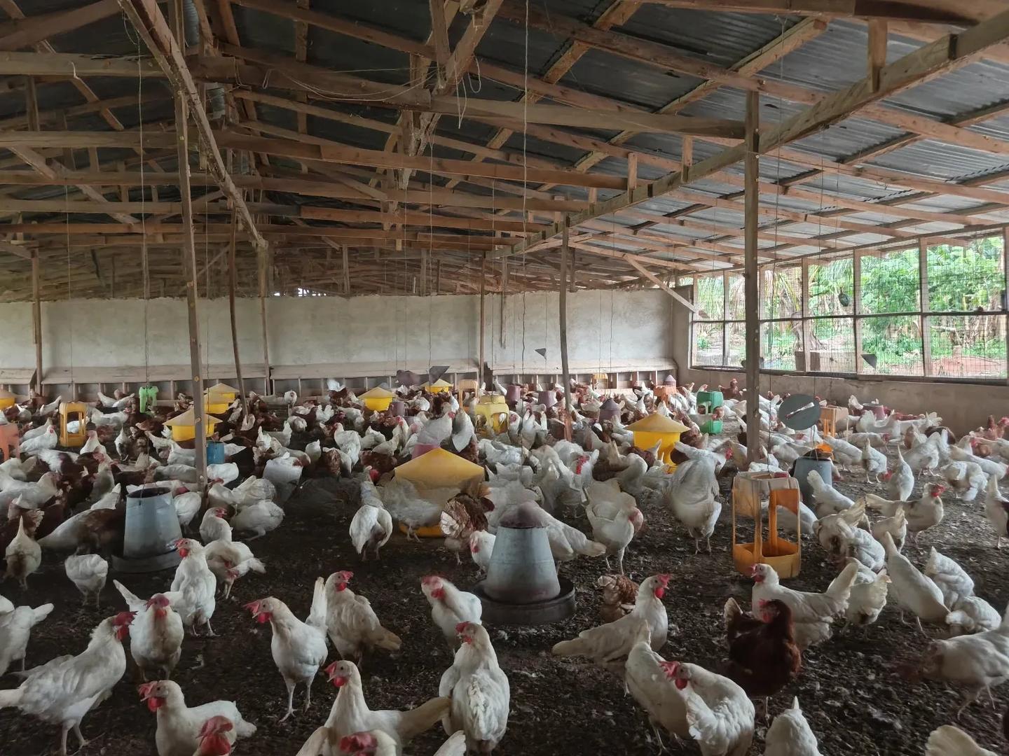 Poultry Farm for Sale at Kodie ( Near Kronum Afrancho) - Commercial in Ashanti, Kumasi Metropolitan - Sale