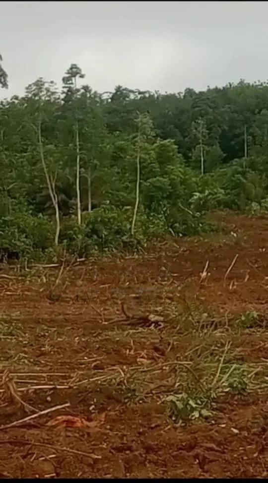 Asamankese Farmland for Sale. - Land in Eastern Region, East Akim Municipal - Sale