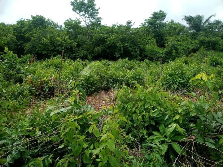 Farm land for rent at ENYANMAIM-MEMSIAK - 1 bedroom Land in Central Region, Ajumako-Enyan-Essiam - Rent
