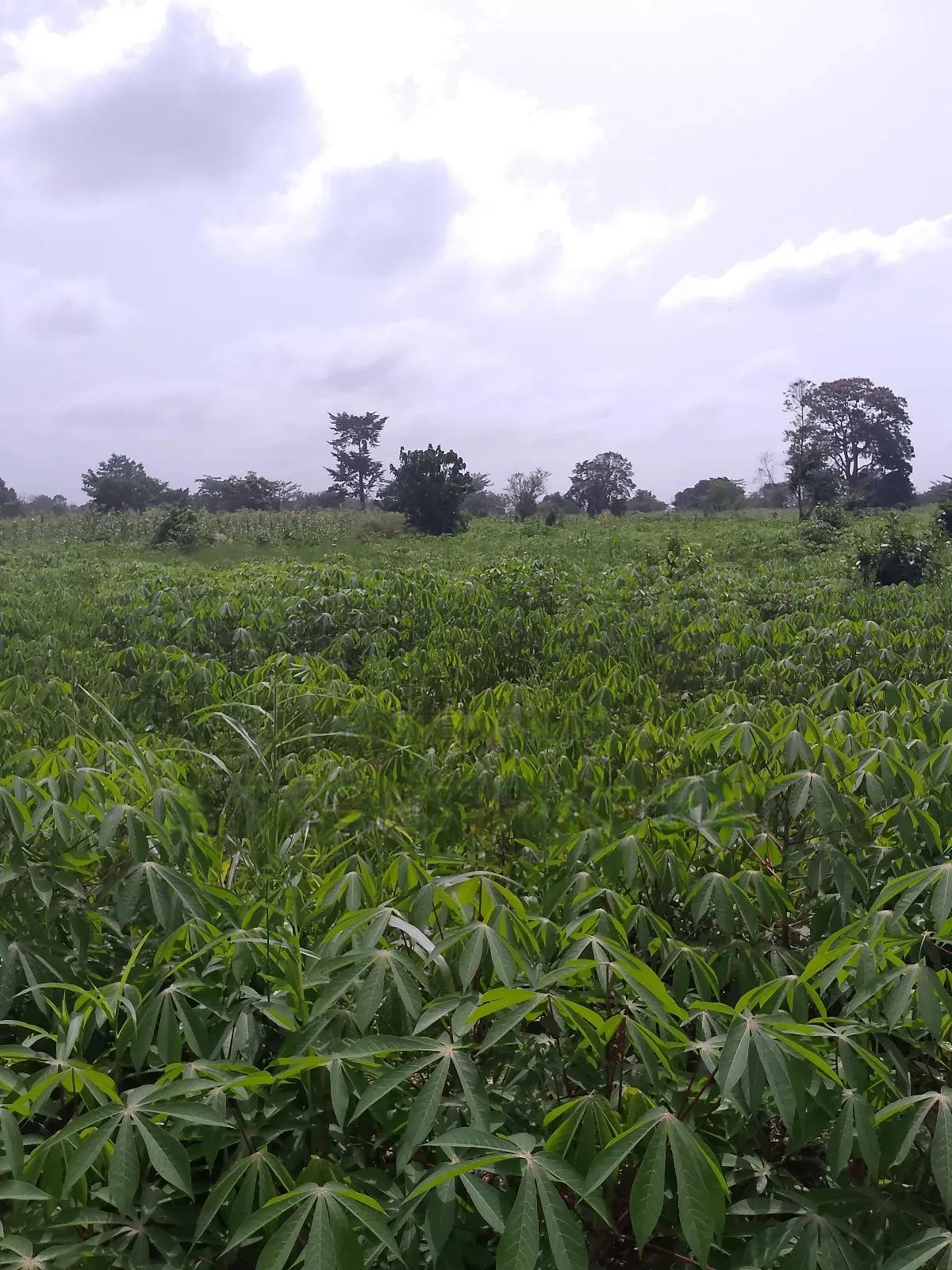 Plot of Land for sale - 1 bedroom Land in Brong Ahafo, Sunyani - Sale