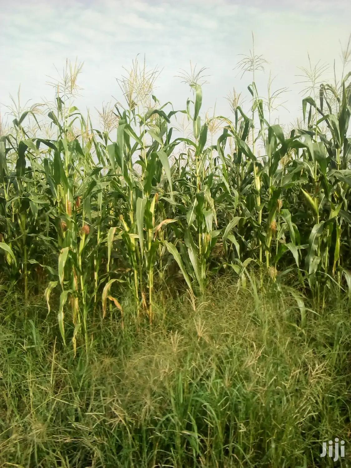 1000 Acres Available Farm Land For Sale - Land in Volta Region, Hohoe Municipal - Sale